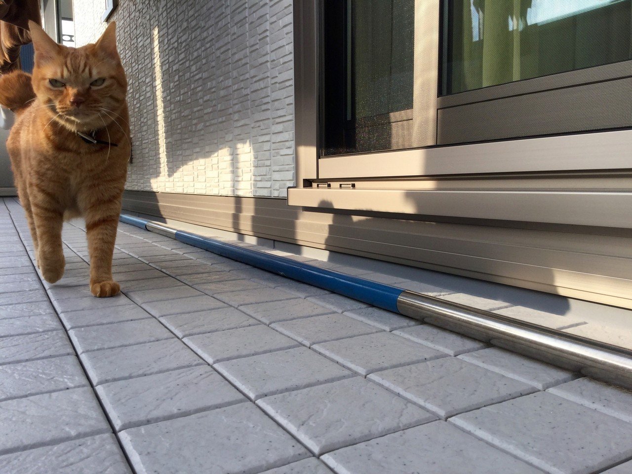 近所のワルねこ いやっ うちの弟です Mizunote Note