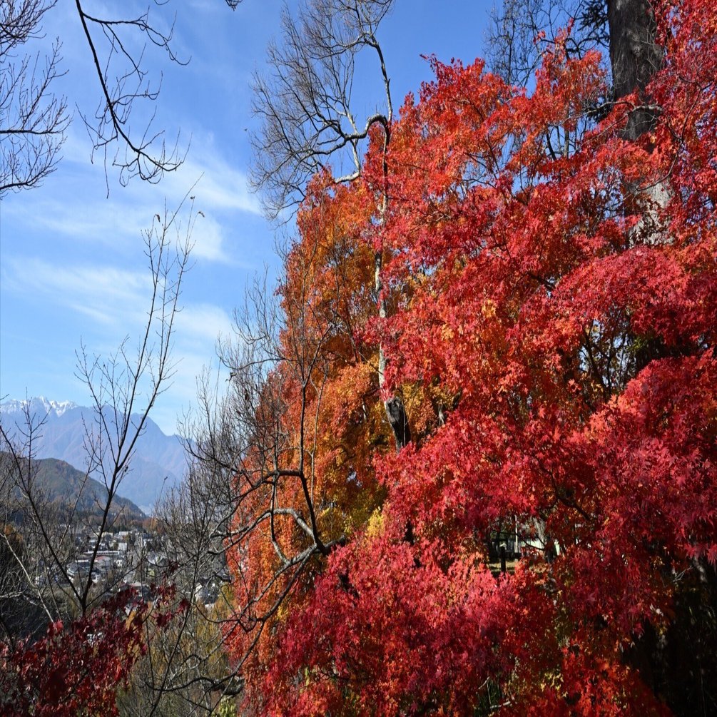 高遠城址公園の紅葉と新しいレンズ｜Udon100%