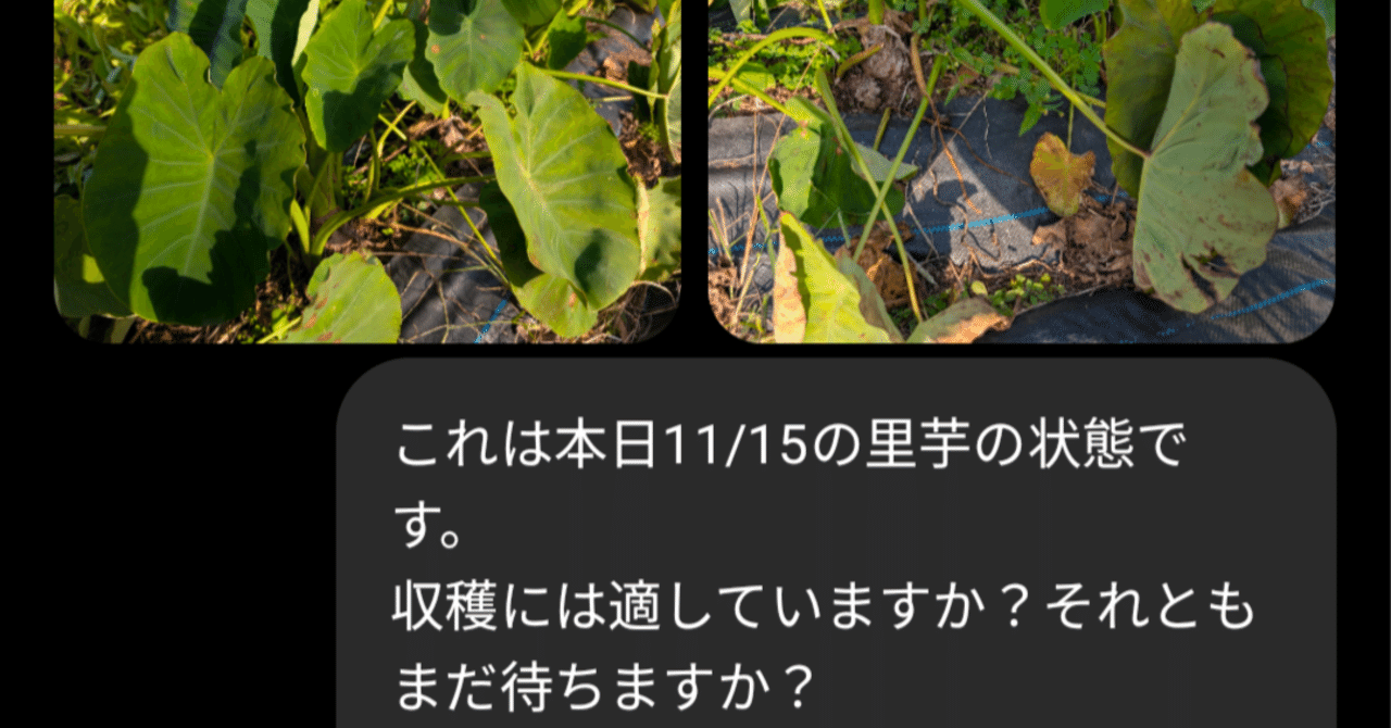 じいちゃん（土日発送不可能） AI ChatGPTに、里芋の収穫適期か写真を送って聞いてみた｜テレワークで
