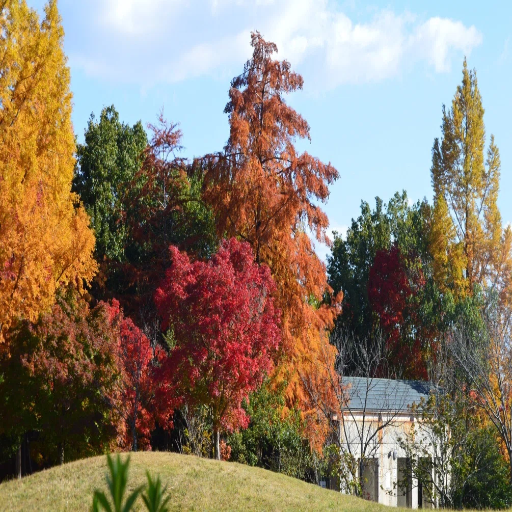 紅葉の洛西探訪前編｜観測値