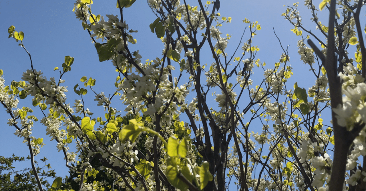 こだまでしょうか Nana Note