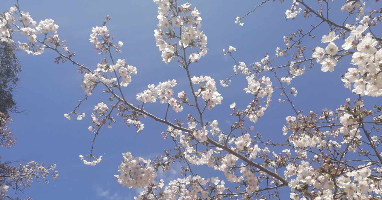 Ngantuoisoneo5 トップ 100 上田 啓太 Ngantuoisoneo5 トップ 100 上田 啓太