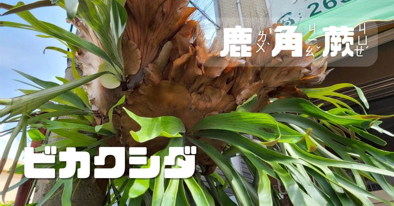 台湾旅行特別編｜ビカクシダ特集🌿｜あっちこっち発見！｜りんりん