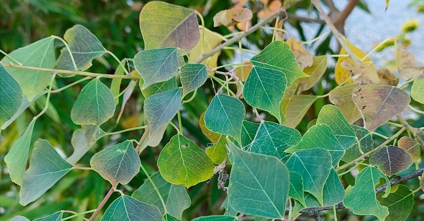 ナンキンハゼ|月澄狸 ナンキンハゼ|月澄狸