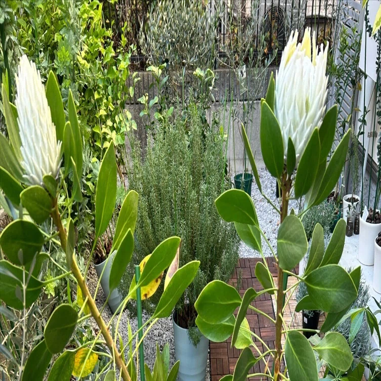 プロテア・アークティックアイスを迎えた日― “高嶺の花” から “推し