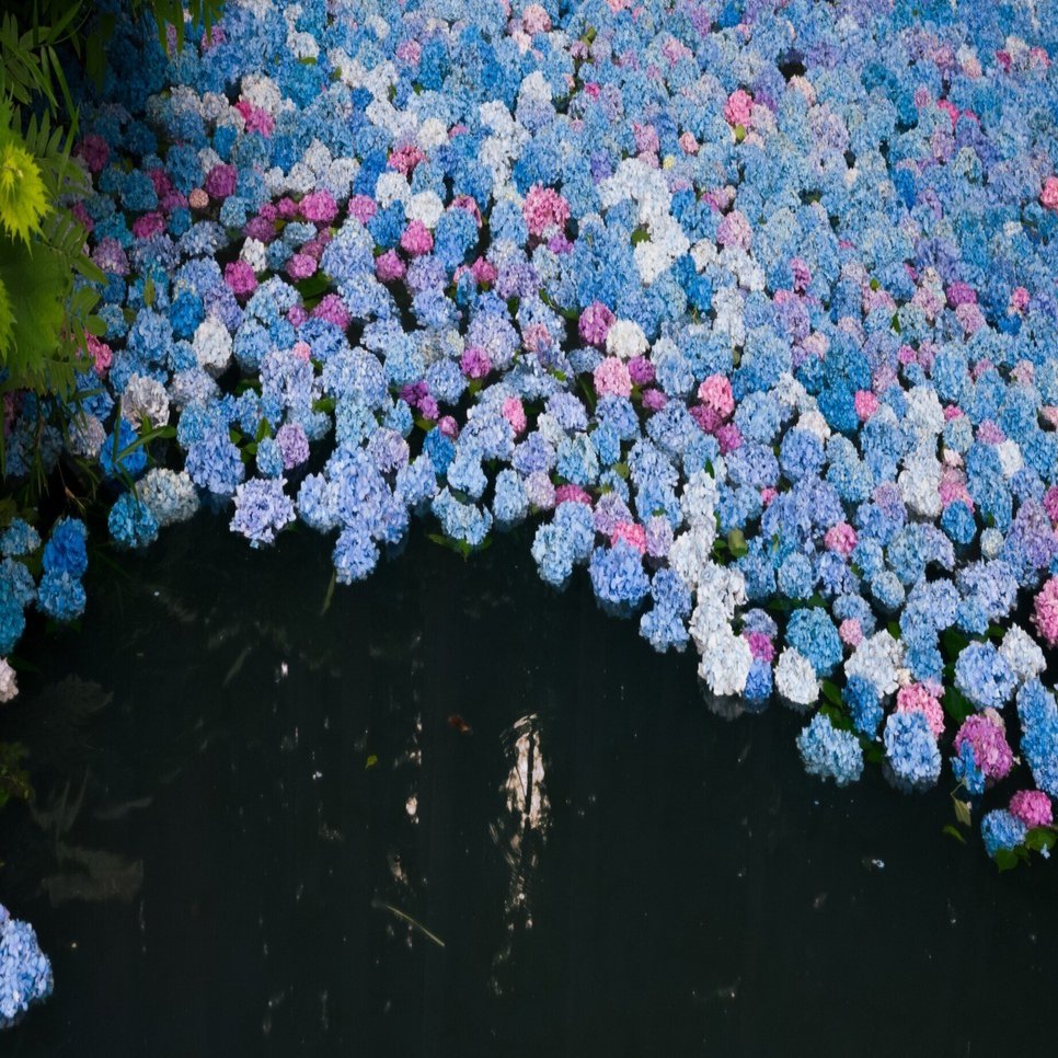 写真_2025.7.12 みちのくあじさい園｜N11