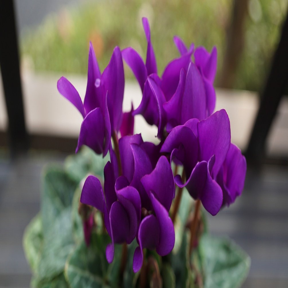 ★限定ご提供★7種チャクラ対応【ヒマラヤ山脈産ラフカットペンデュラム】❤️ ☆限定ご提供☆7種チャクラ対応【ヒマラヤ山脈産ラフカット