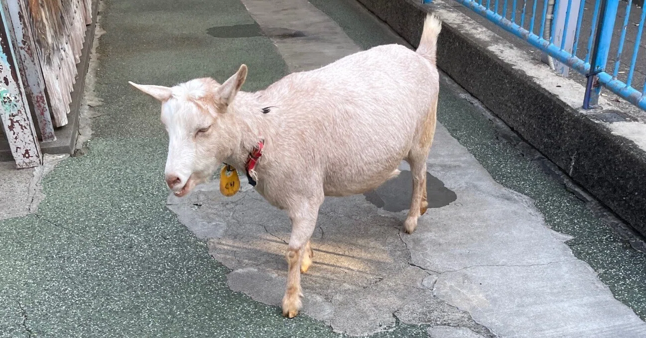 🐐愛しのヤギさん♡｜はっちゃんLIFE