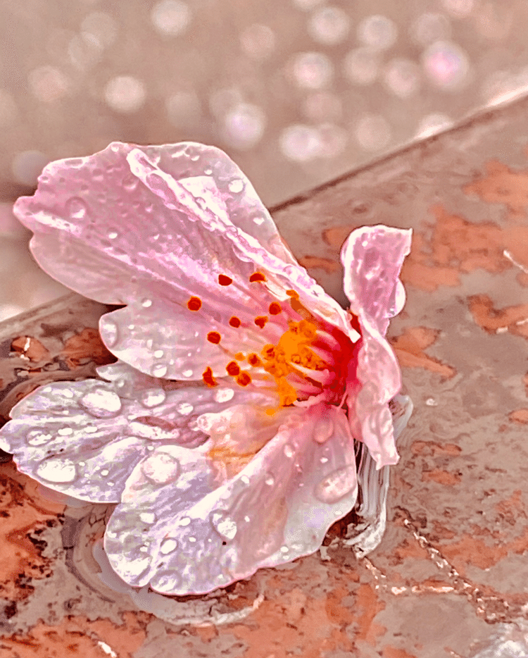 雨の日に撮った桜の花びらです🌸

今日から始めます！
日常で撮った写真や旅先などのお勧め情報などをゆるく紹介していきます ~
どうぞよろしくお願いします。
