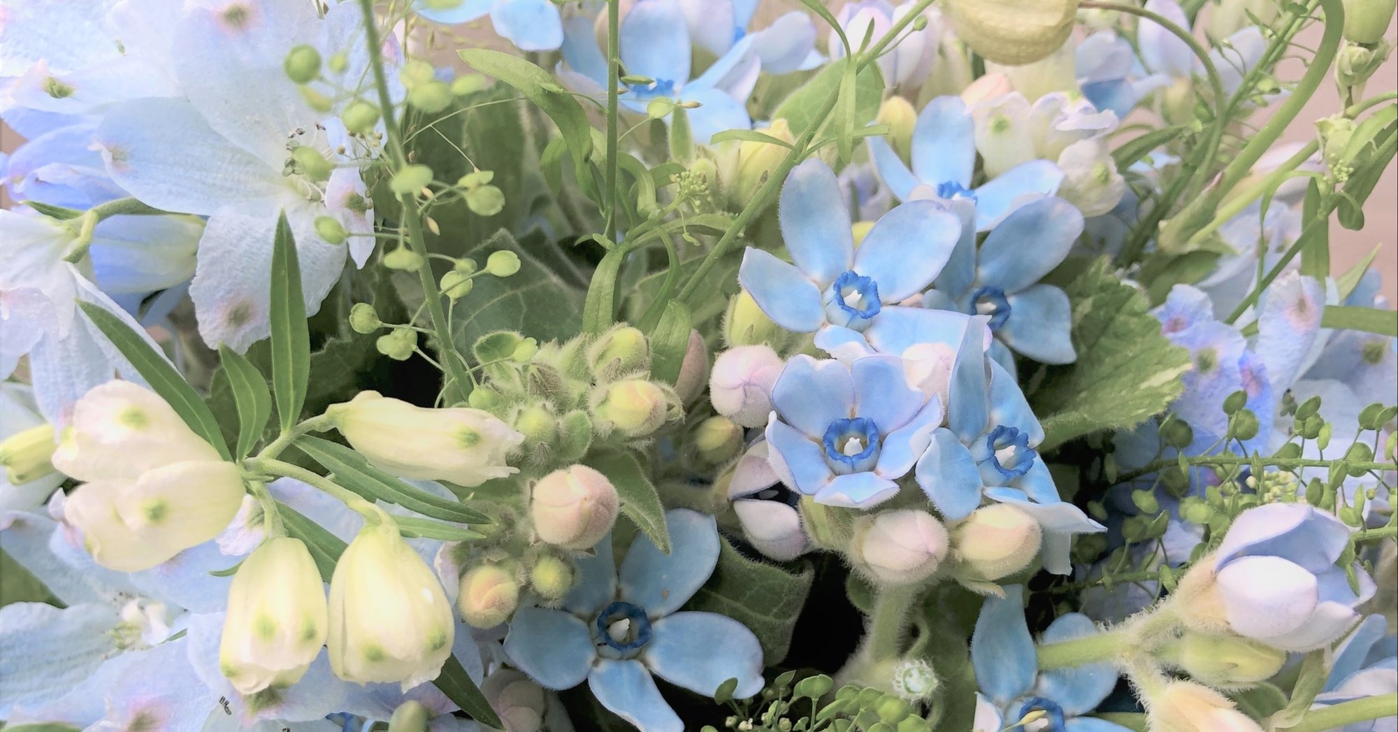 花図鑑 ブルースター はこねフローリスト Note 花図鑑 ブルースター はこねフローリスト Note