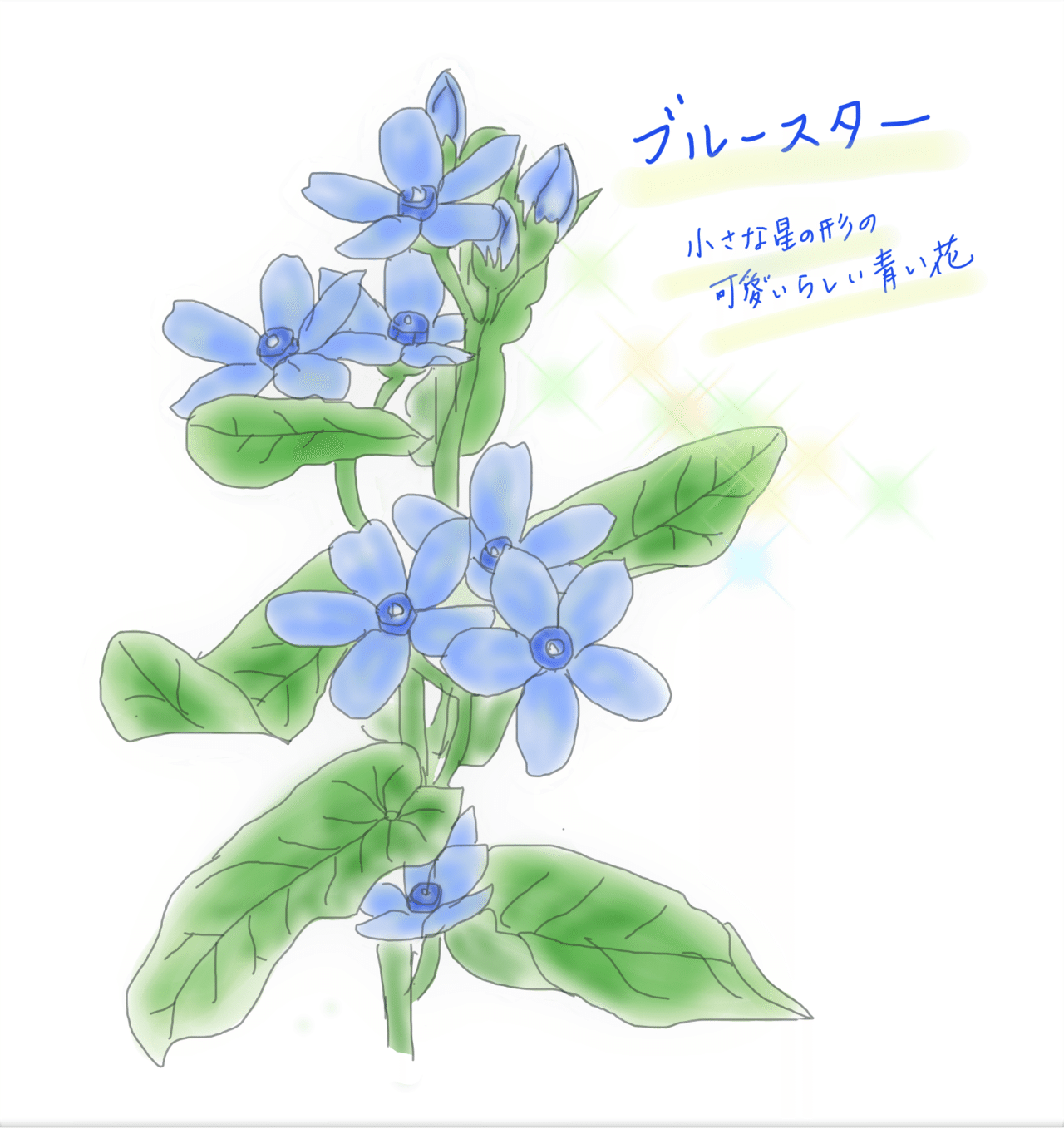 花図鑑 ブルースター はこねフローリスト Note 花図鑑 ブルースター はこねフローリスト Note