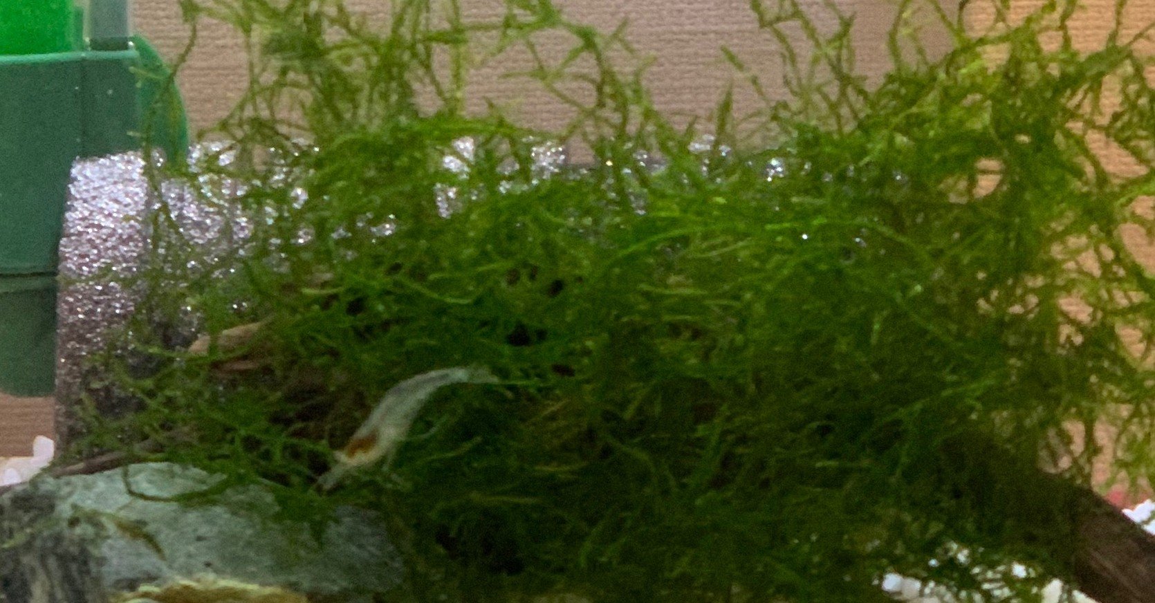 ミナミヌマエビ水槽について ちょきんなんばん Note