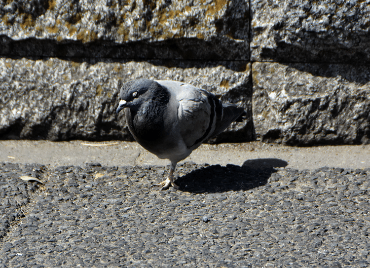 足を痛めている鳥を見かけることが多い。片足の鳩はこれが二羽目。片足の鴎も見かけた。餌の取り合いではかなり不利だろうに、雄々しく生きている。