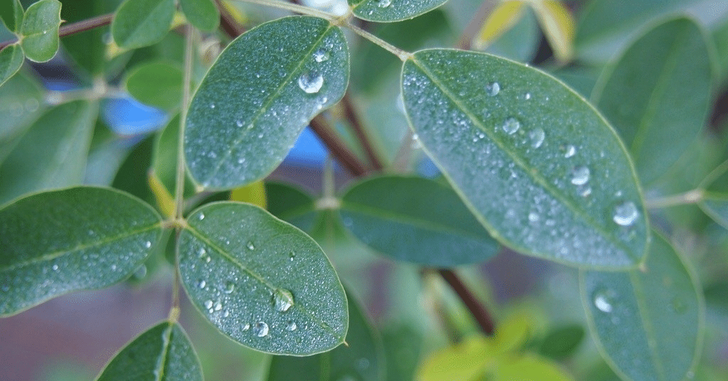 アナログ」と「露」 ―正木ゆう子句集『玉響』を読む｜鈴木光影