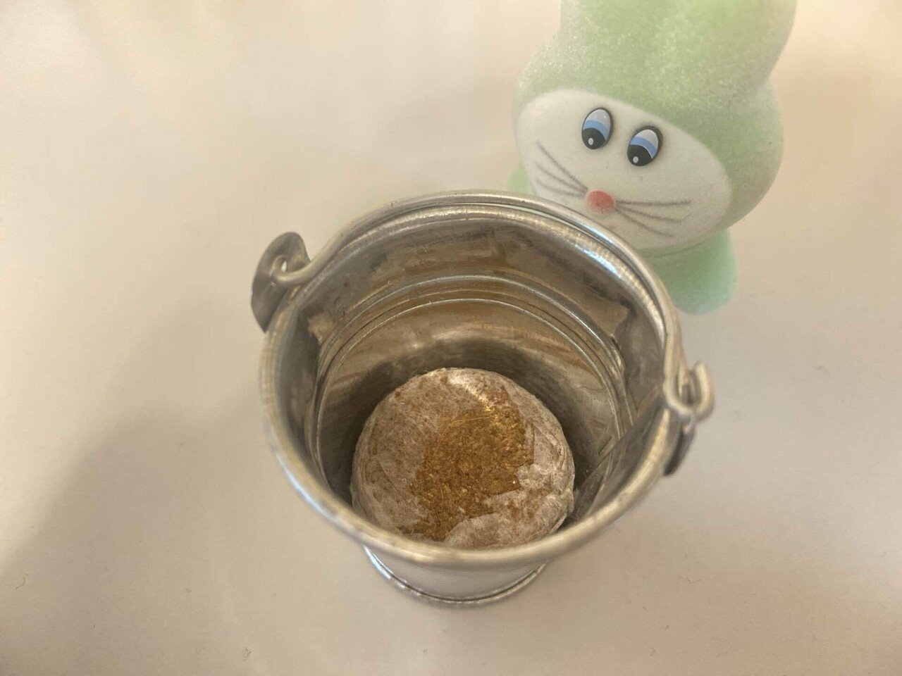 ズボラが挑戦！サボバケツ栽培記録①｜hakko