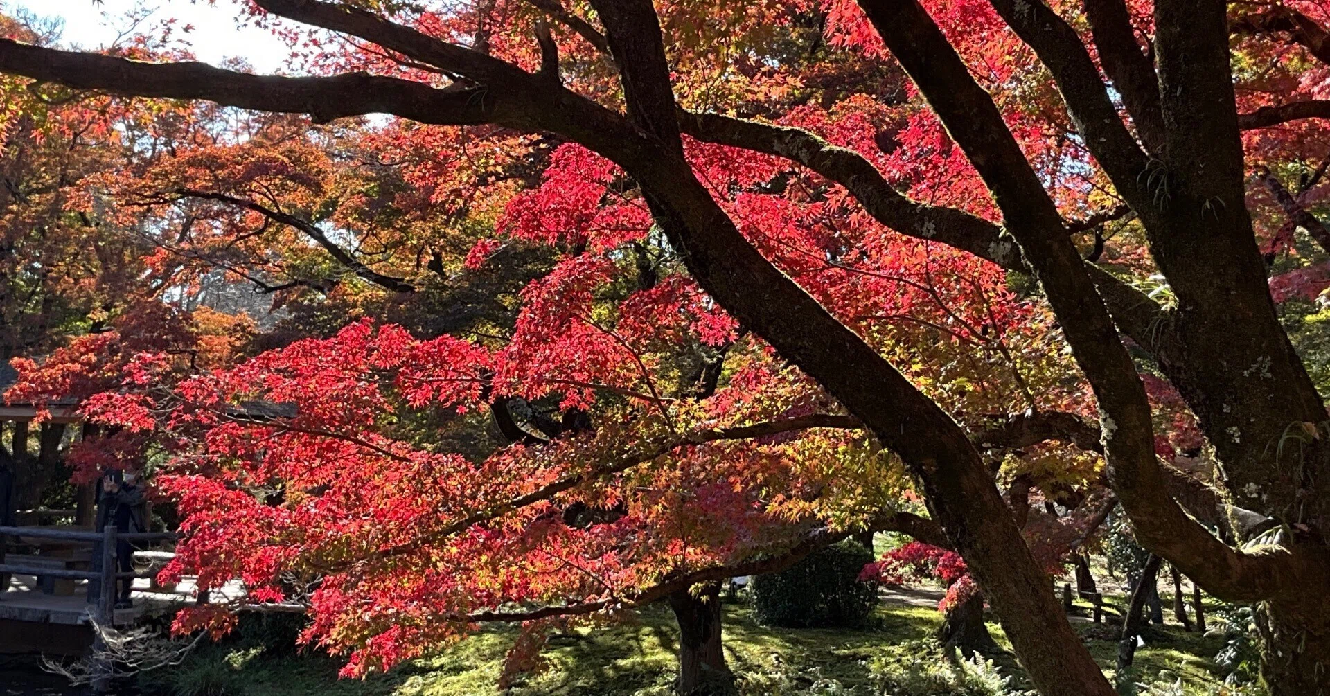 2025年の酷暑とイロハモミジの紅葉異変（京都府立植物園）：2025年11月