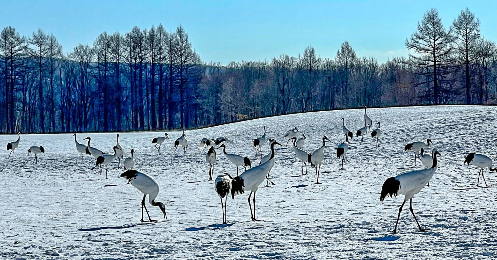 Hokkaido, Tsurui Village] The Voices and Soundscapes of Red
