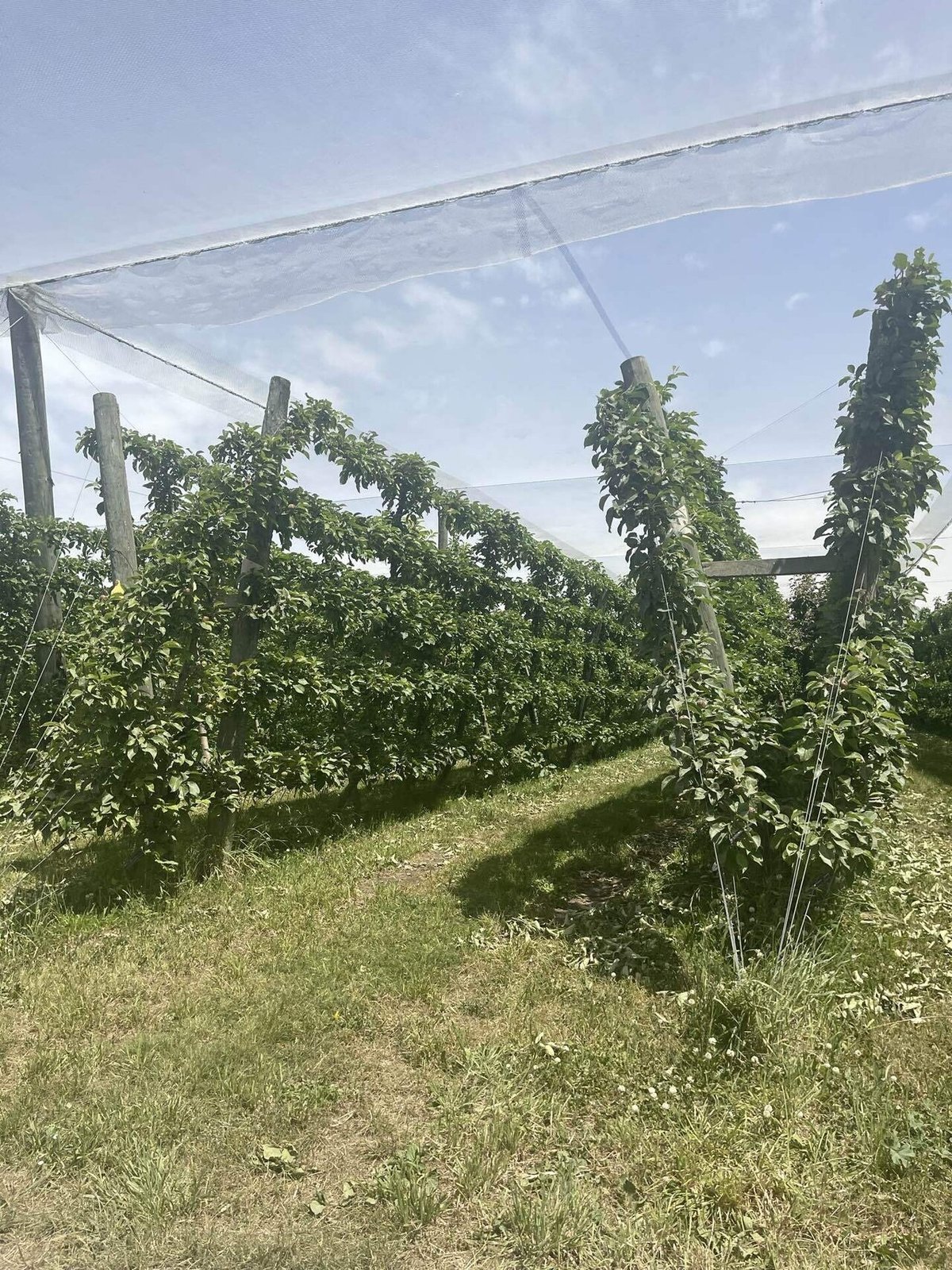 EP27:リンゴ芽摘みの終了と仕事難民再び|CHOPA LOG