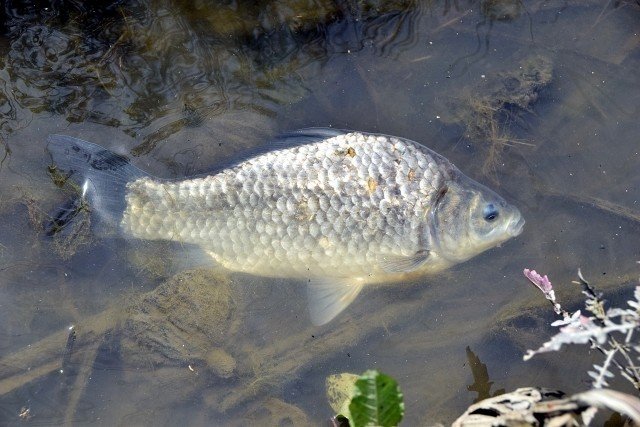 獲りバカ日誌 １ 用水路で魚獲り ひらしー Note