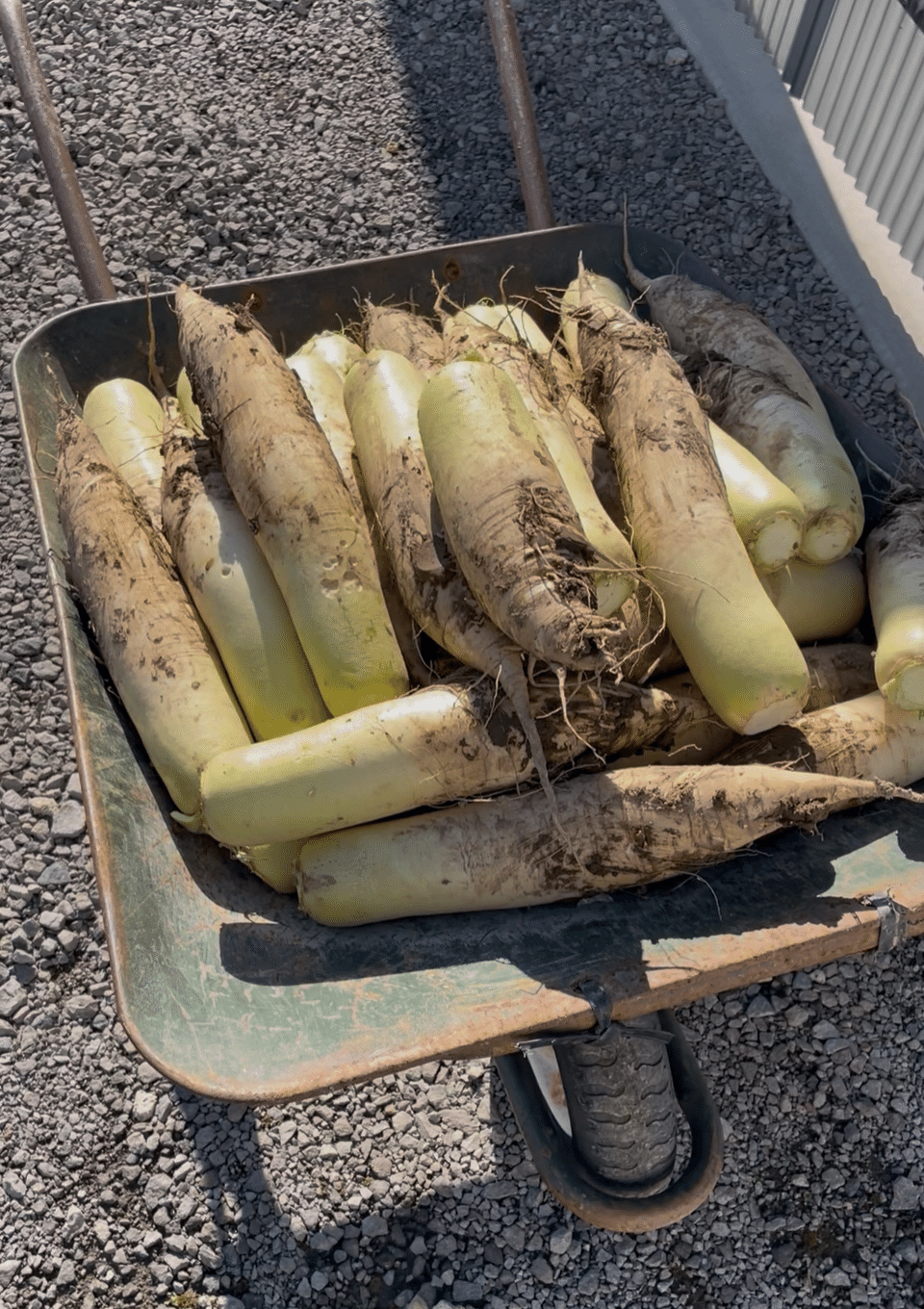 初めて知った大根のこと｜んだシャイン