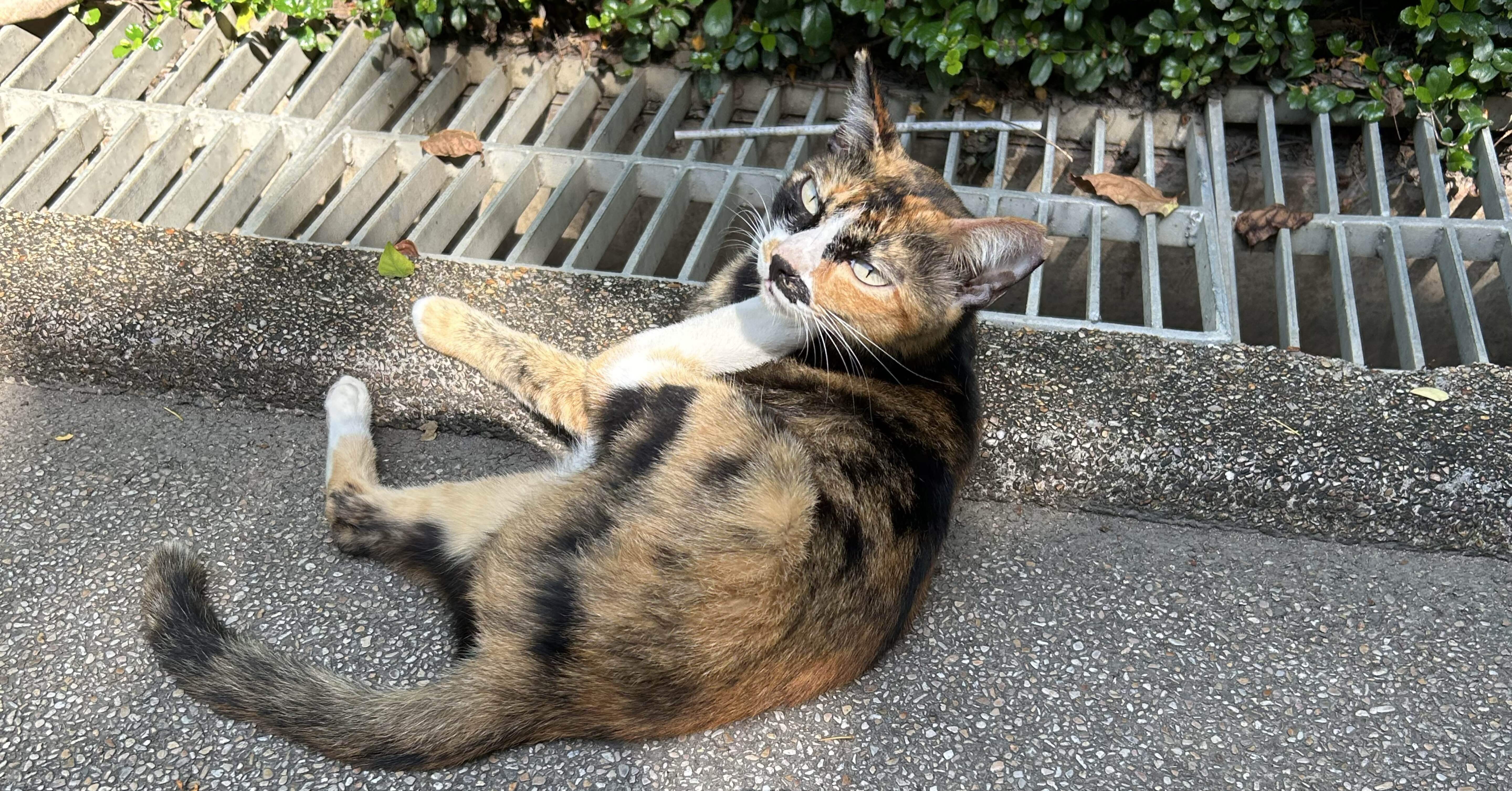 海外駐在|英語力|リアル|どれくらい必要|質より量？｜脳筋駐在員の奮闘日記