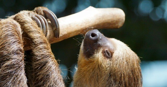 なまけもの｜マネキネコ