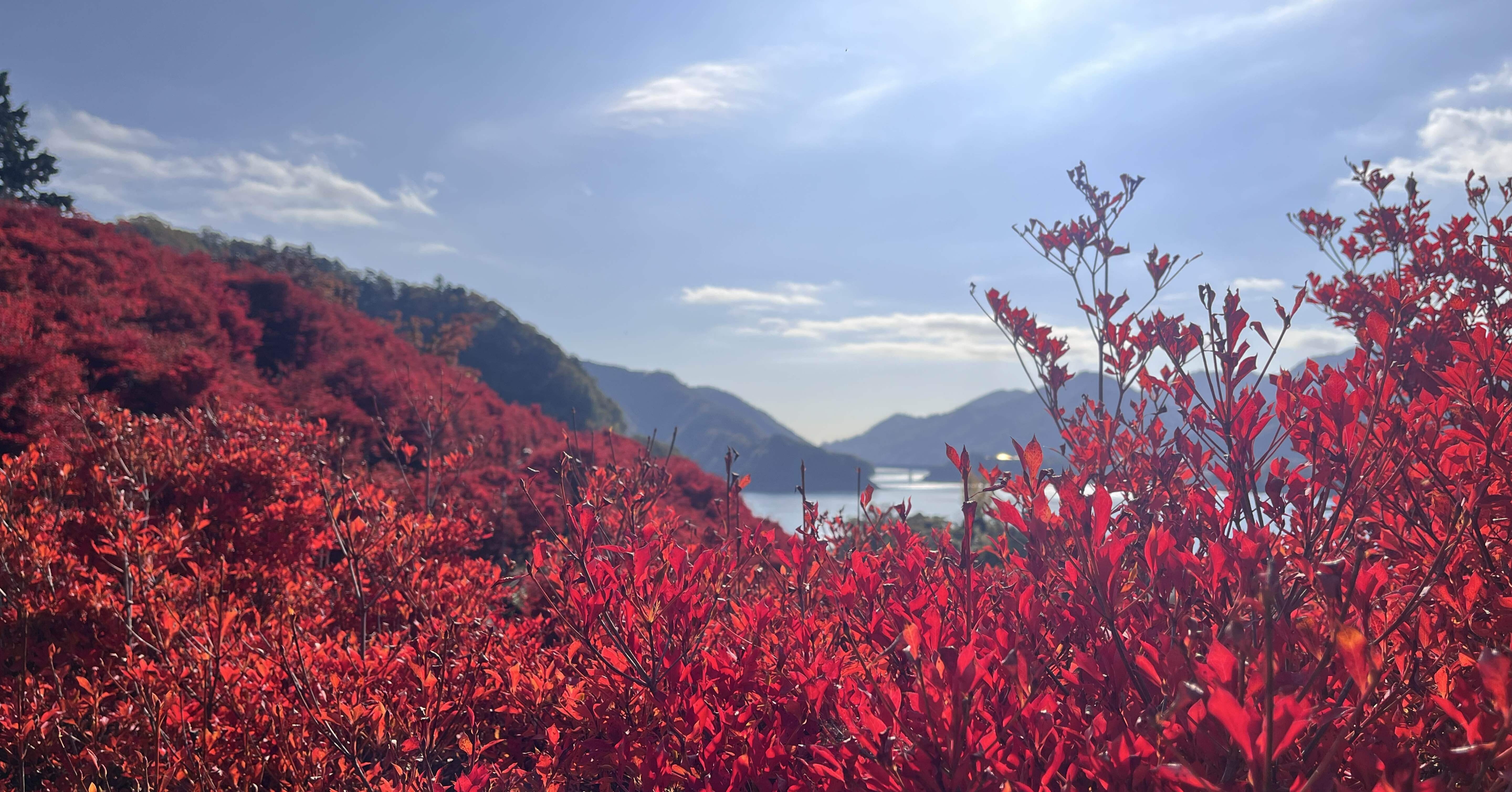 一言日記）紅葉を見に行った！！！（宮ヶ瀬湖）｜はる