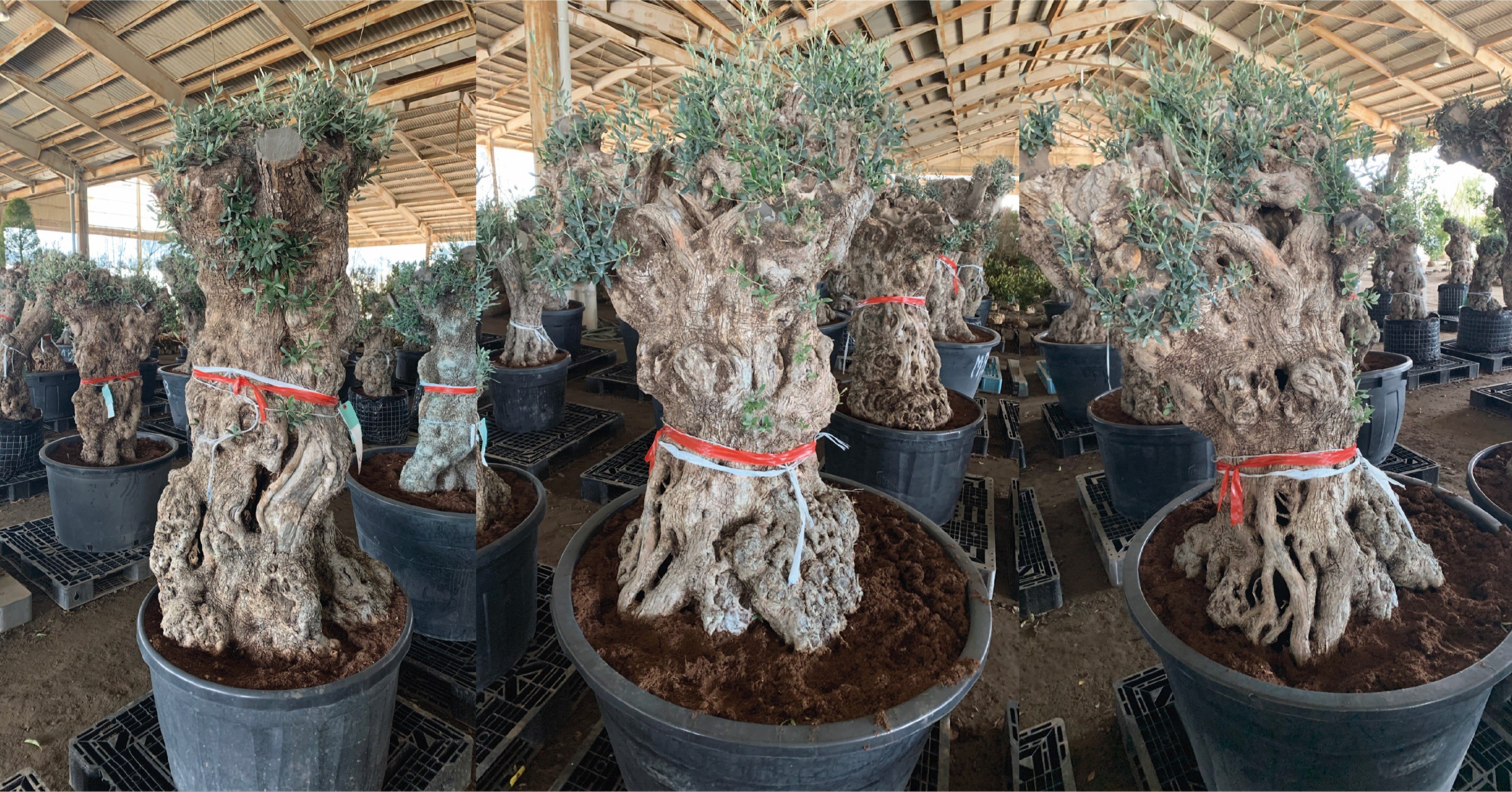 スペイン産】古木のオリーブの商談｜かずー