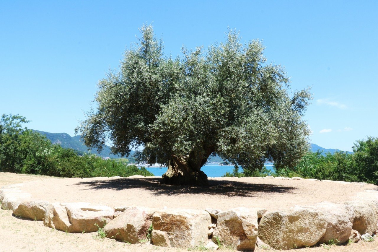 とってもお安くいたしました。雪国でも地植えで強力にぐんぐん育ちます