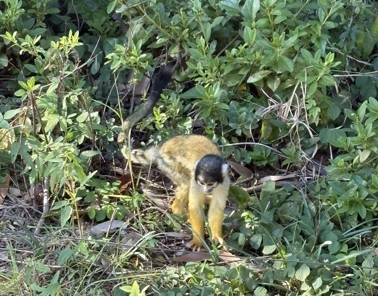 Hobbies | I want to shout about my love for monkeys｜あいの音大生日記