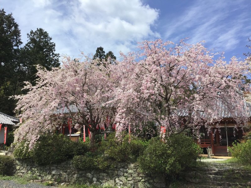 高野山 桜だより 05 10 高野山法徳堂 空海と高野山の魅力を独自の視点で伝えています Note