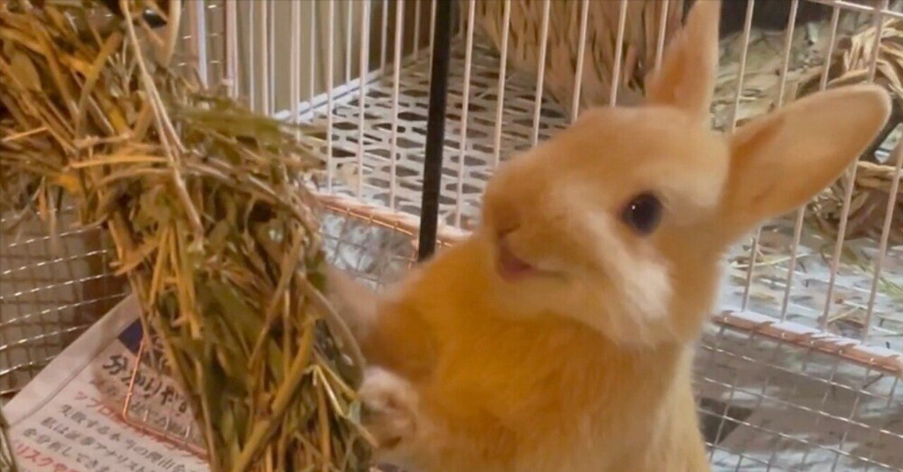 うさぎのおもちゃを自作してみる - その1…笹リース・遊びながら牧草を