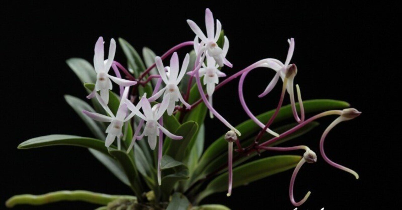 富貴蘭「綾錦」の花(過去の画像倉庫から)｜KJ Morison