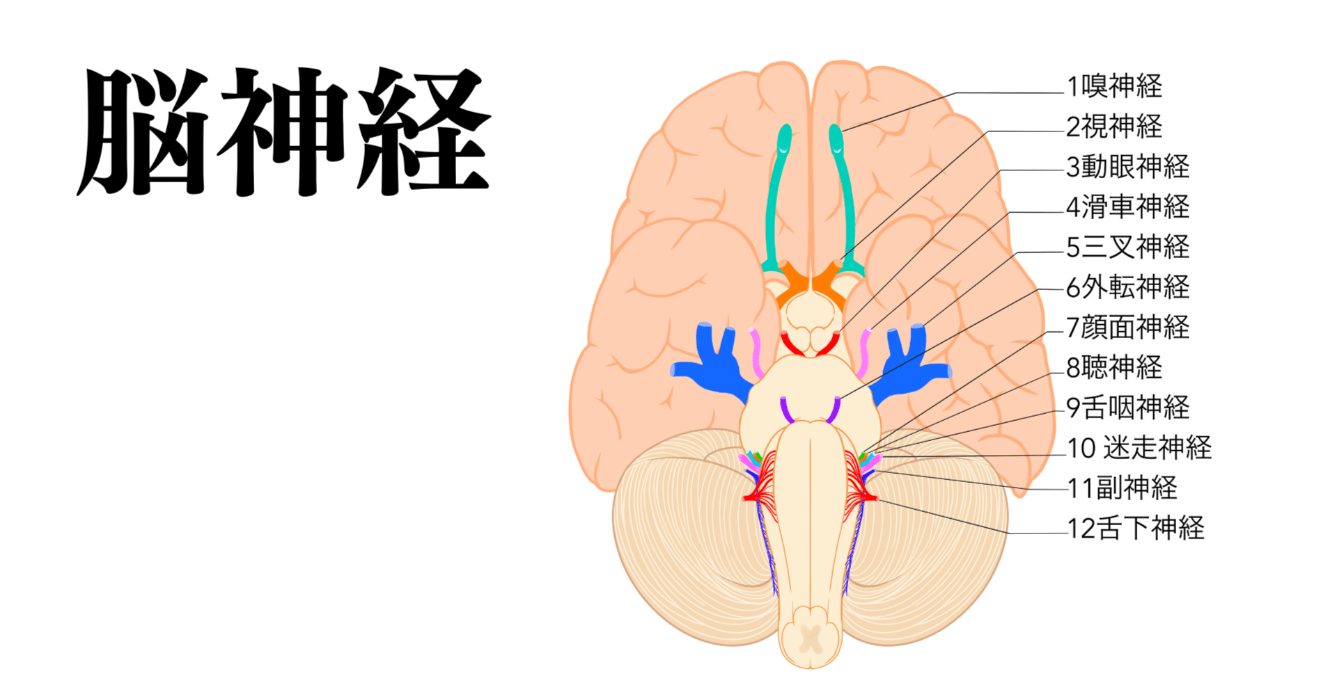 咀嚼する脳 : 咀嚼運動をコントロールする脳・神経の仕組み 咀嚼する脳 咀嚼運動をコントロールする脳・神経の仕組み／医歯薬出版