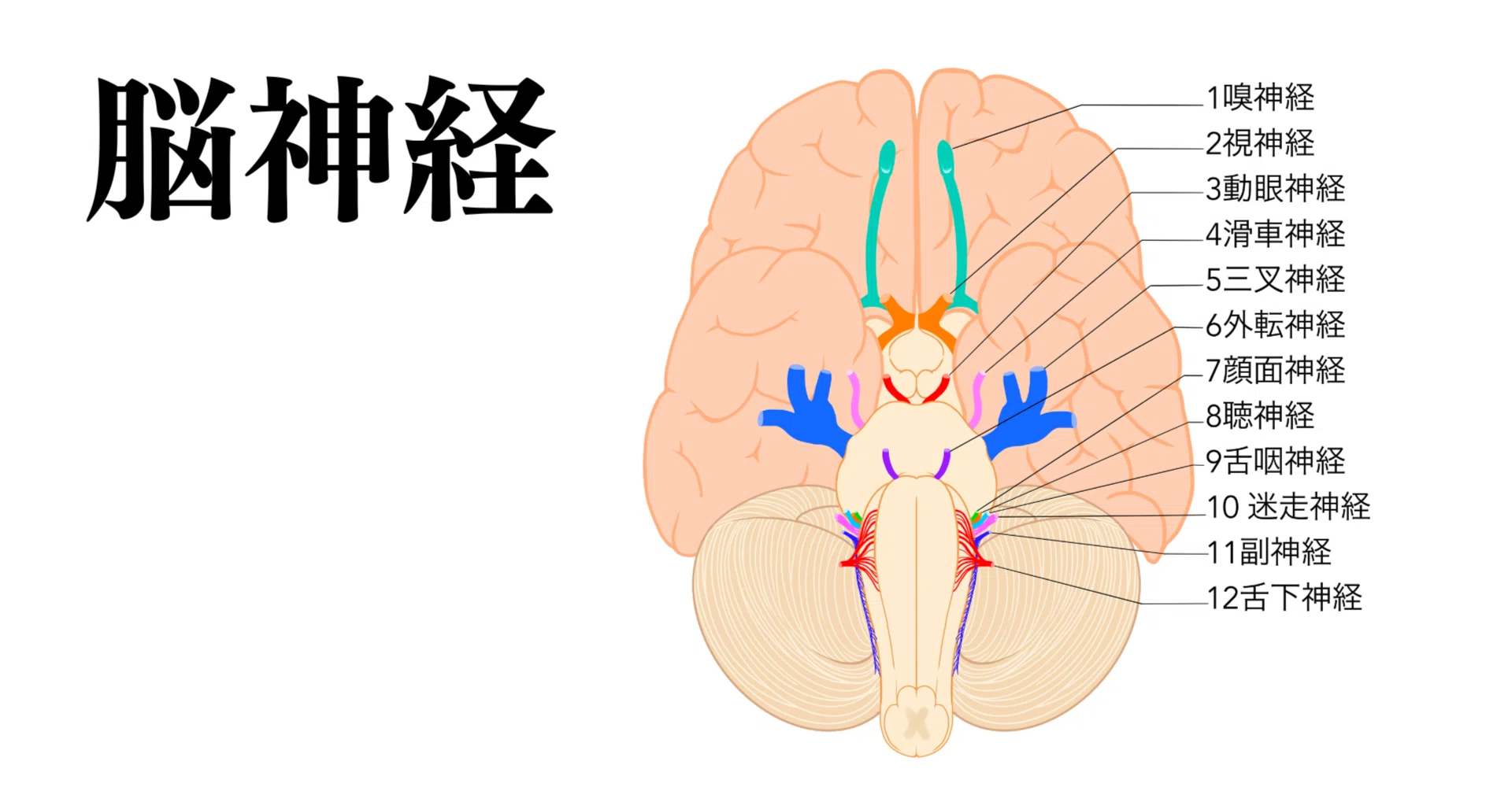 咀嚼する脳 : 咀嚼運動をコントロールする脳・神経の仕組み 咀嚼する脳 咀嚼運動をコントロールする脳・神経の仕組み／医歯薬出版