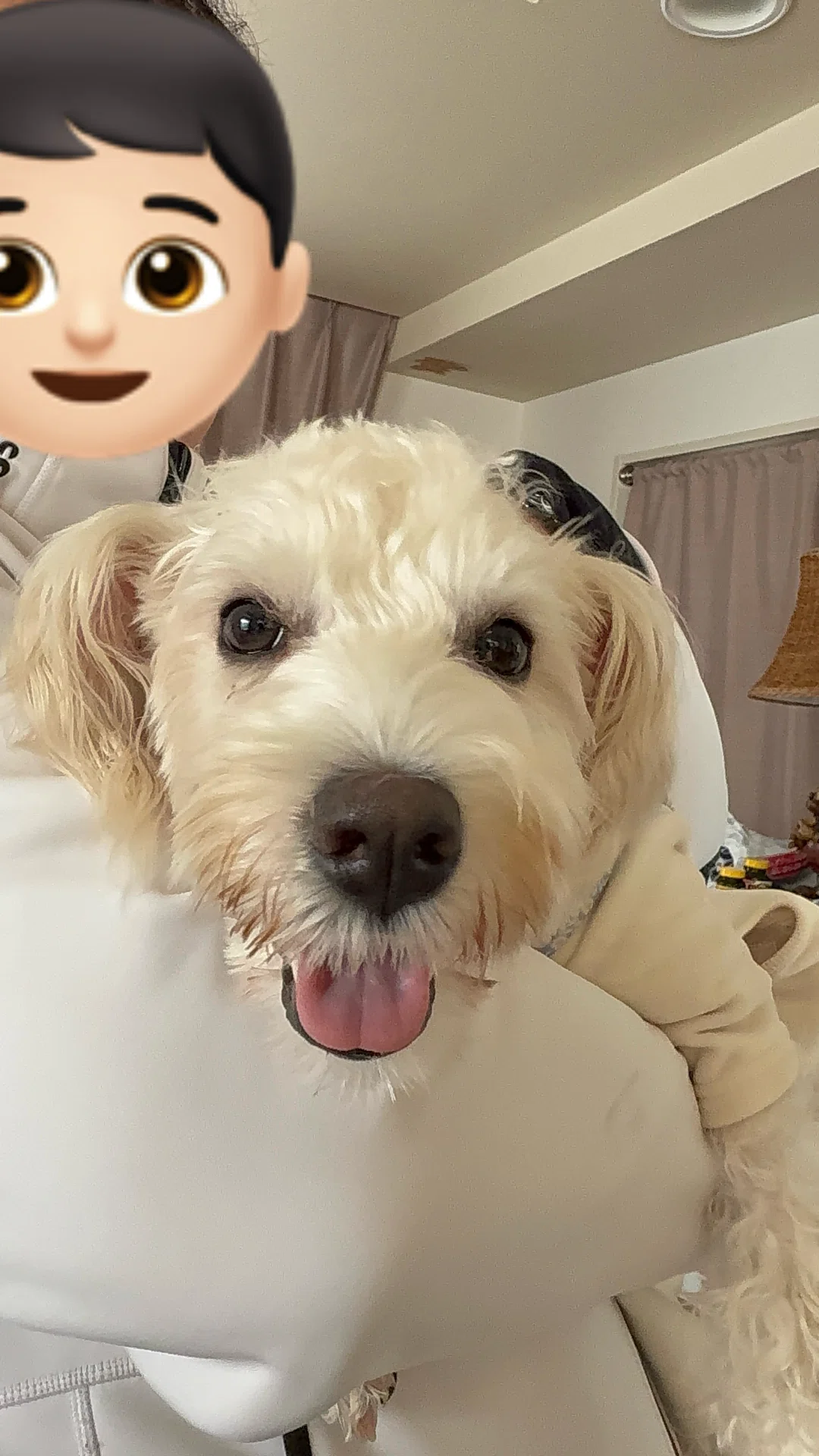 お留守番はいつも寂しい｜Ritaの犬日記🐶