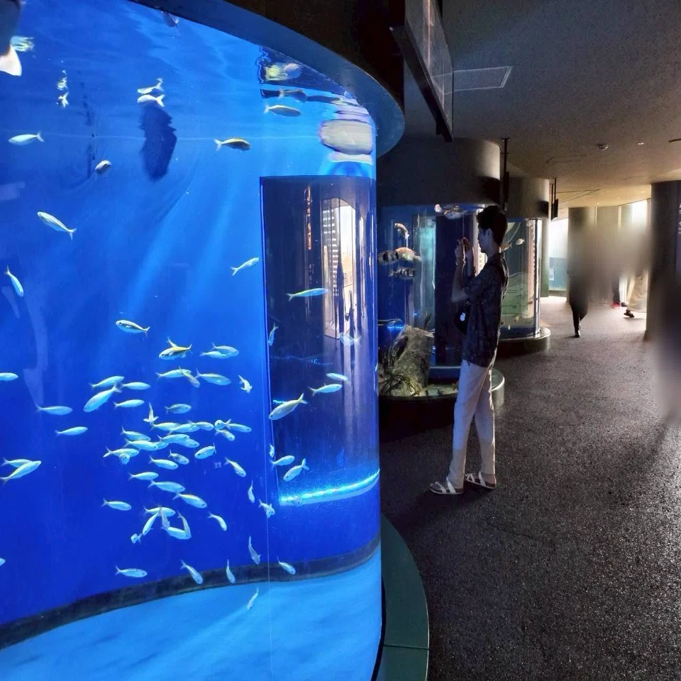 水族館のたまちゃん〜2025夏休み大型企画〜Part1｜新日本