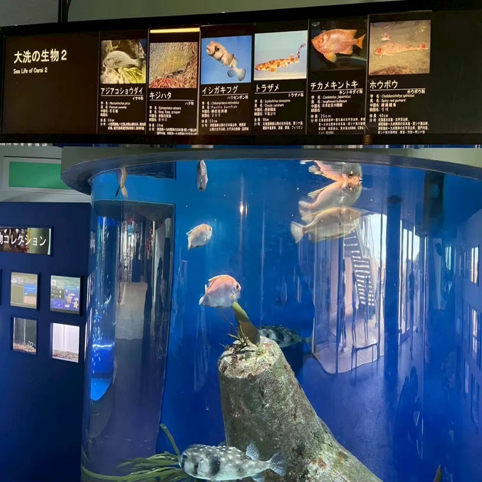 水族館のたまちゃん〜2025夏休み大型企画〜Part1｜新日本