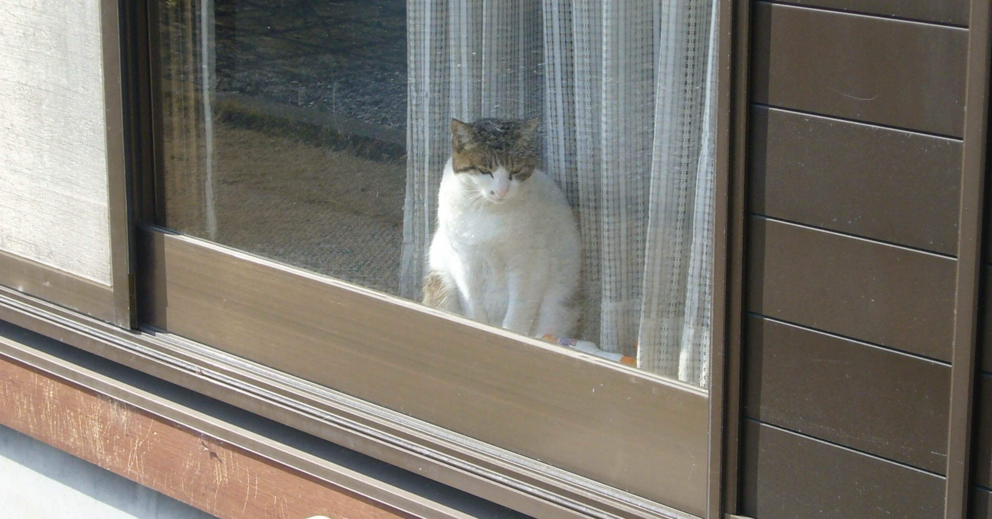 実家に知らない猫がいた｜sazm