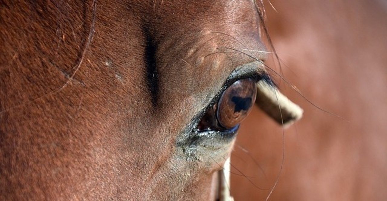 サンデーサイレンスの奇跡の血量18.75%の開花の予感