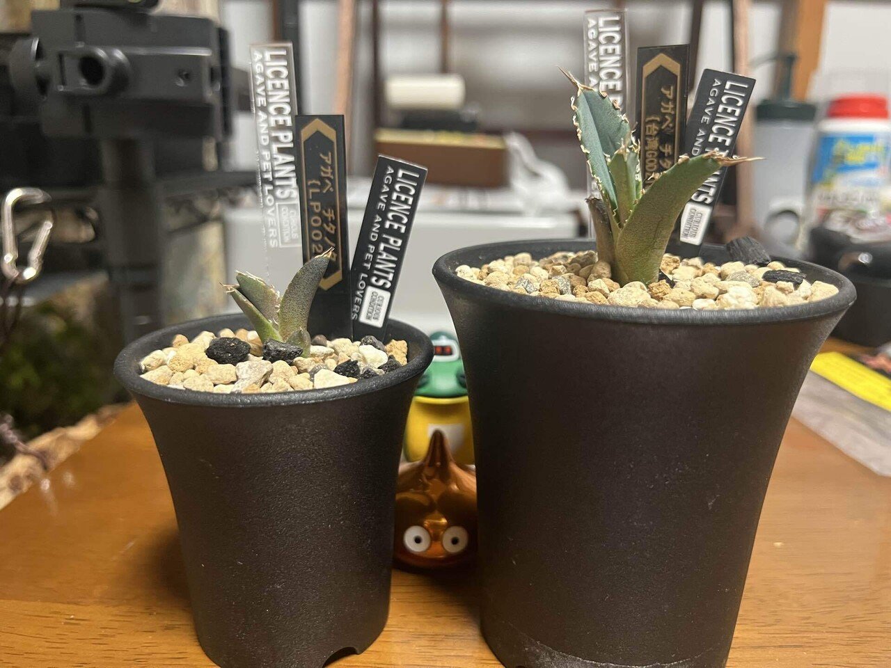 アガベ沼に落ちた話39「夫婦アガベ・イラン株・草乱祭・富士山フェスタ