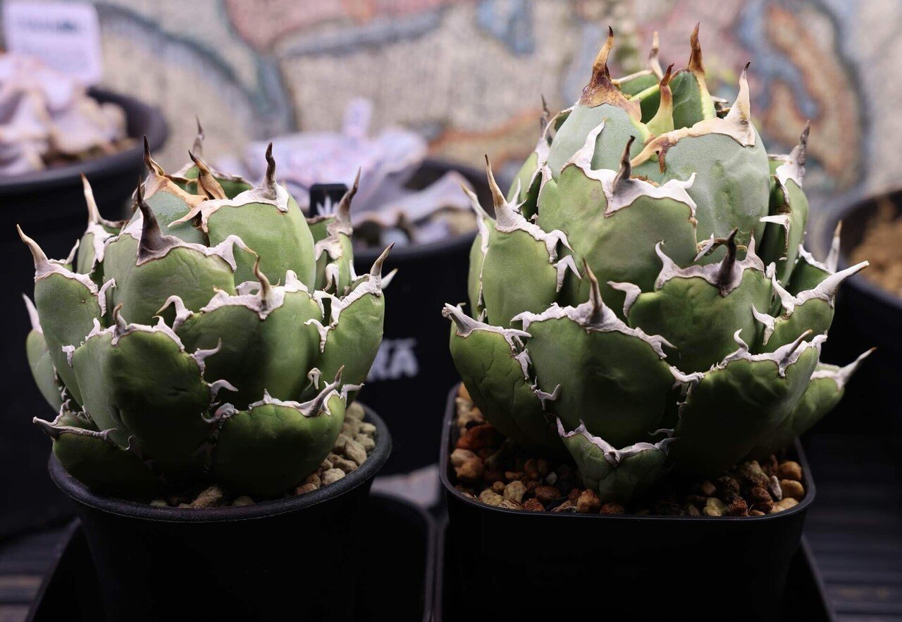 アガベ沼に落ちた話39「夫婦アガベ・イラン株・草乱祭・富士山フェスタ