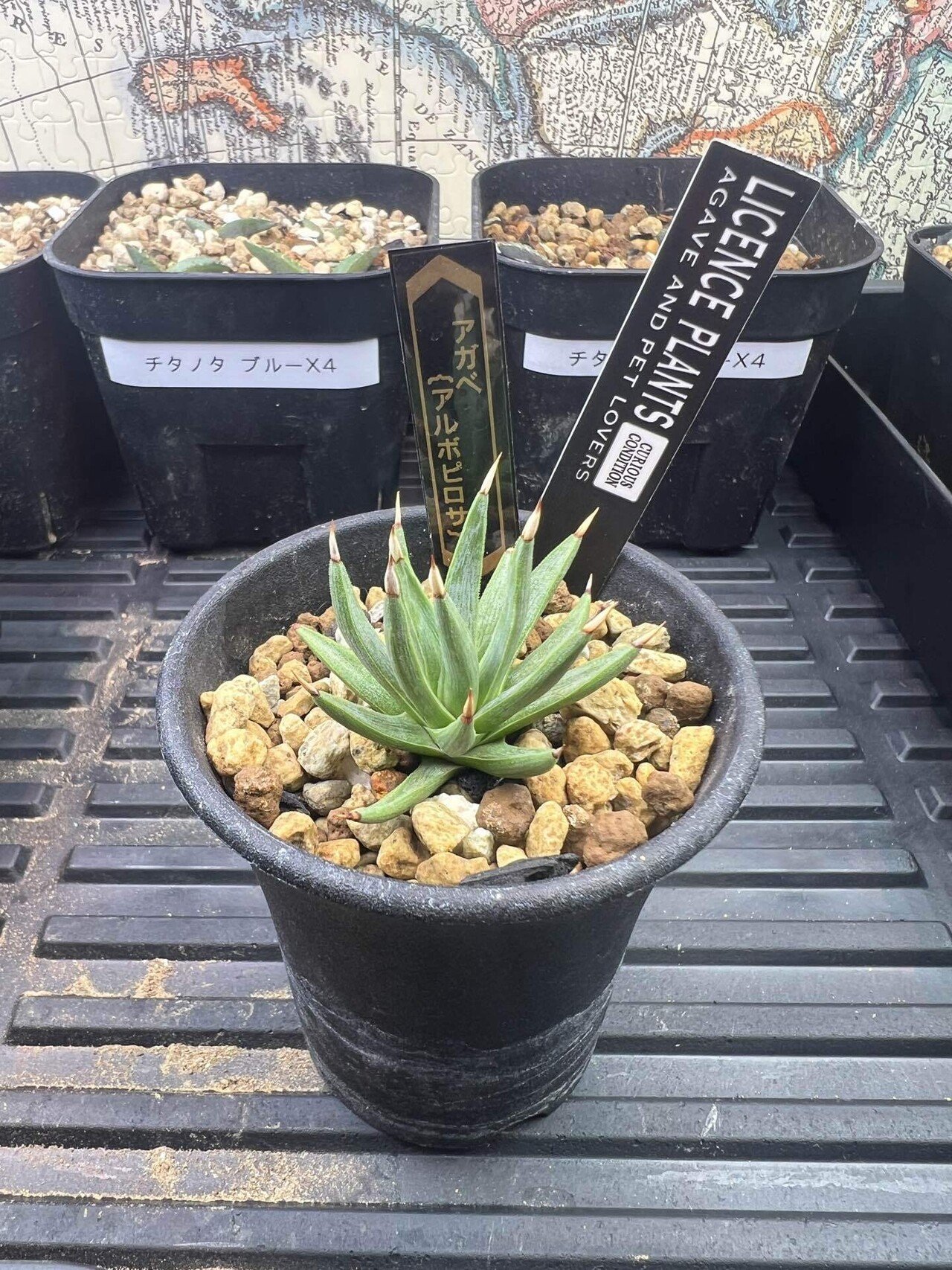 アガベ沼に落ちた話39「夫婦アガベ・イラン株・草乱祭・富士山フェスタ