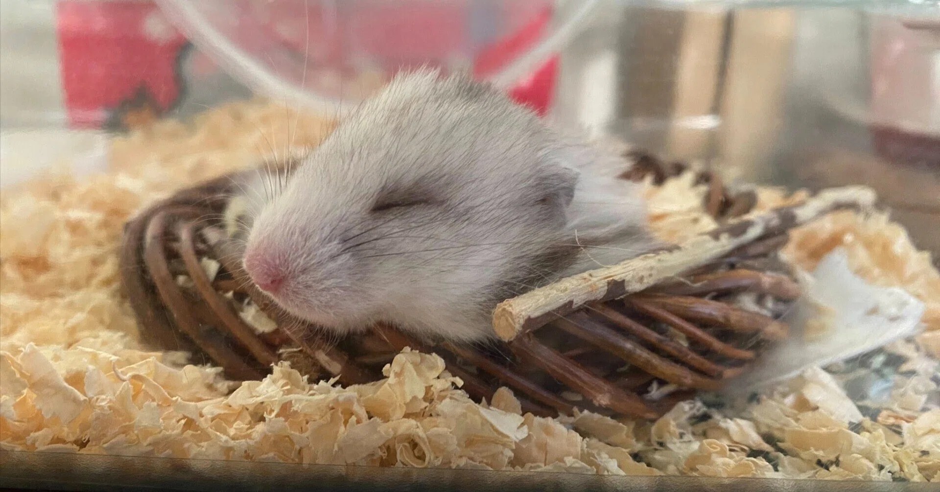 ハムスターは家族で、ネズミは害獣。その境界線に思うこと｜石原智子