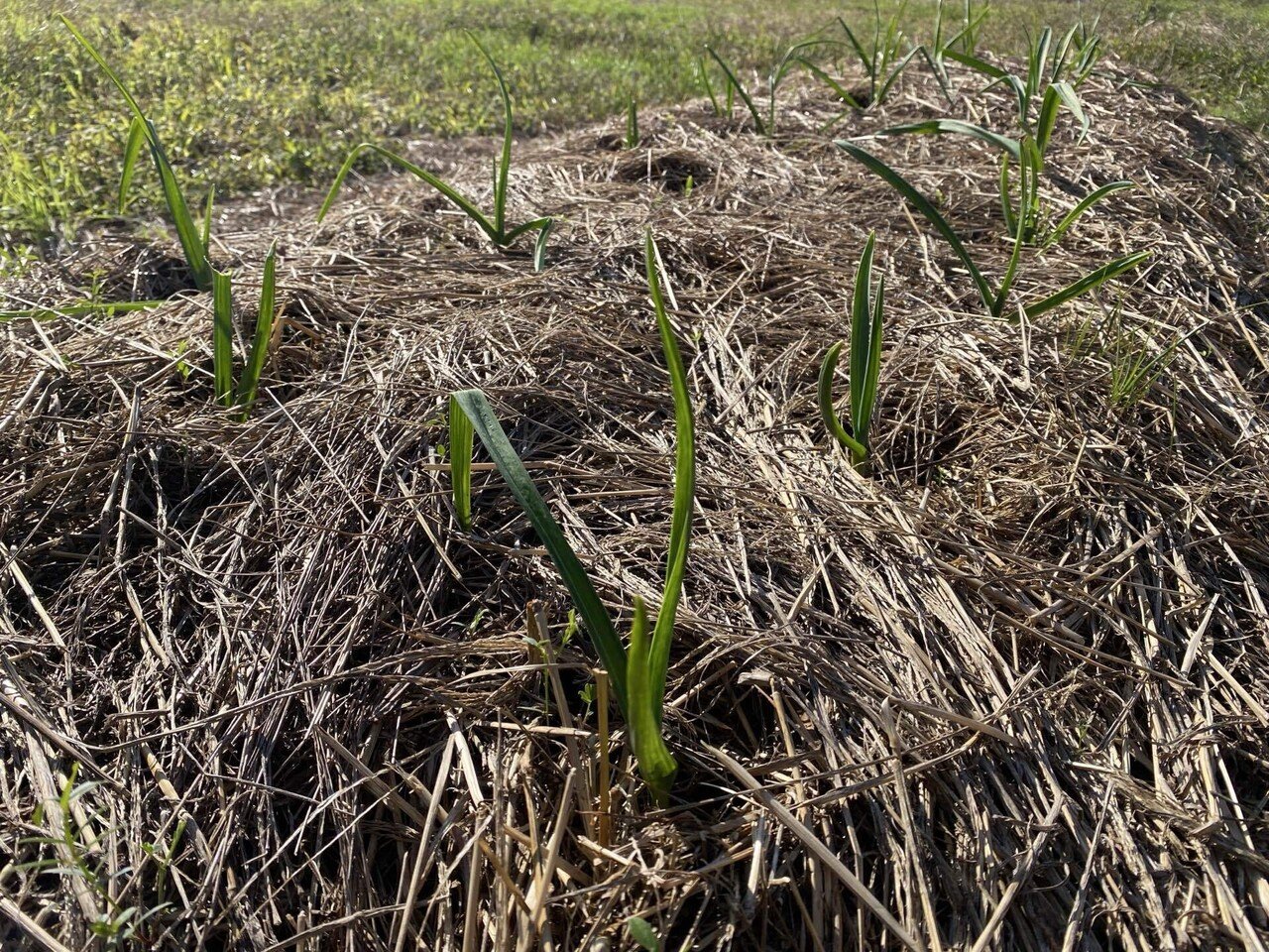 4年目 ニンニク栽培｜ロジー