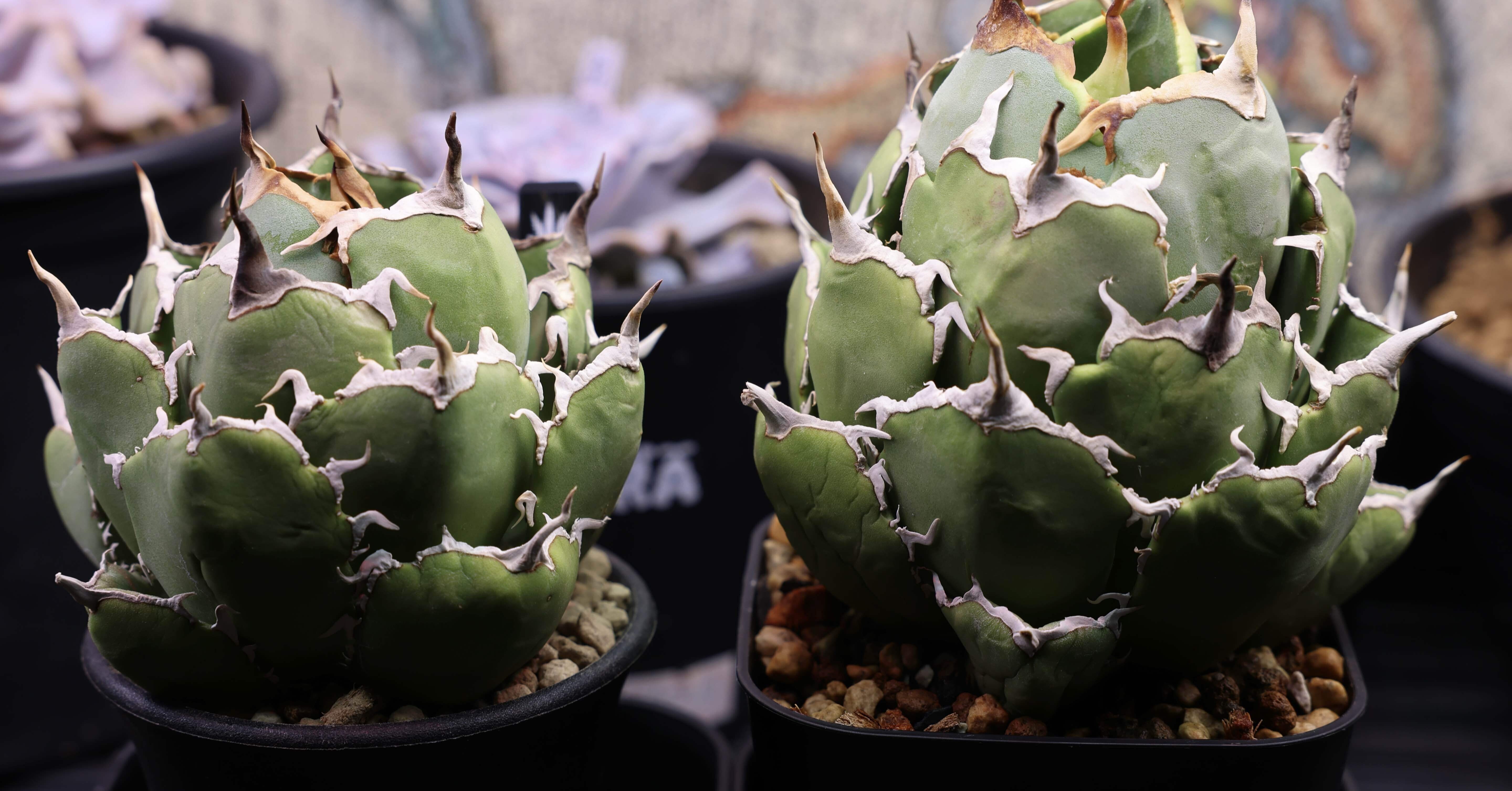 アガベ沼に落ちた話39「夫婦アガベ・イラン株・草乱祭・富士山フェスタ