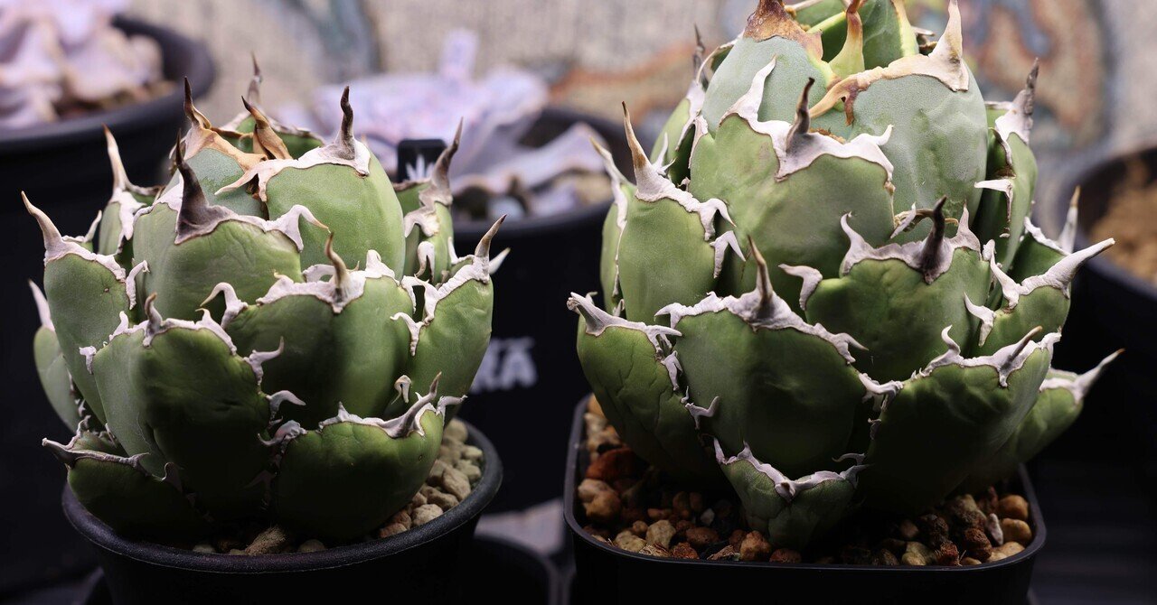 アガベ沼に落ちた話39「夫婦アガベ・イラン株・草乱祭・富士山フェスタ