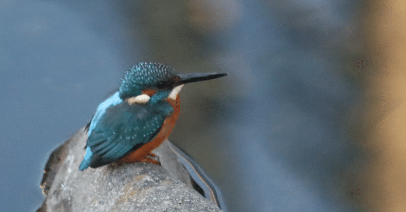 空堀川のカワセミ 立冬を過ぎ