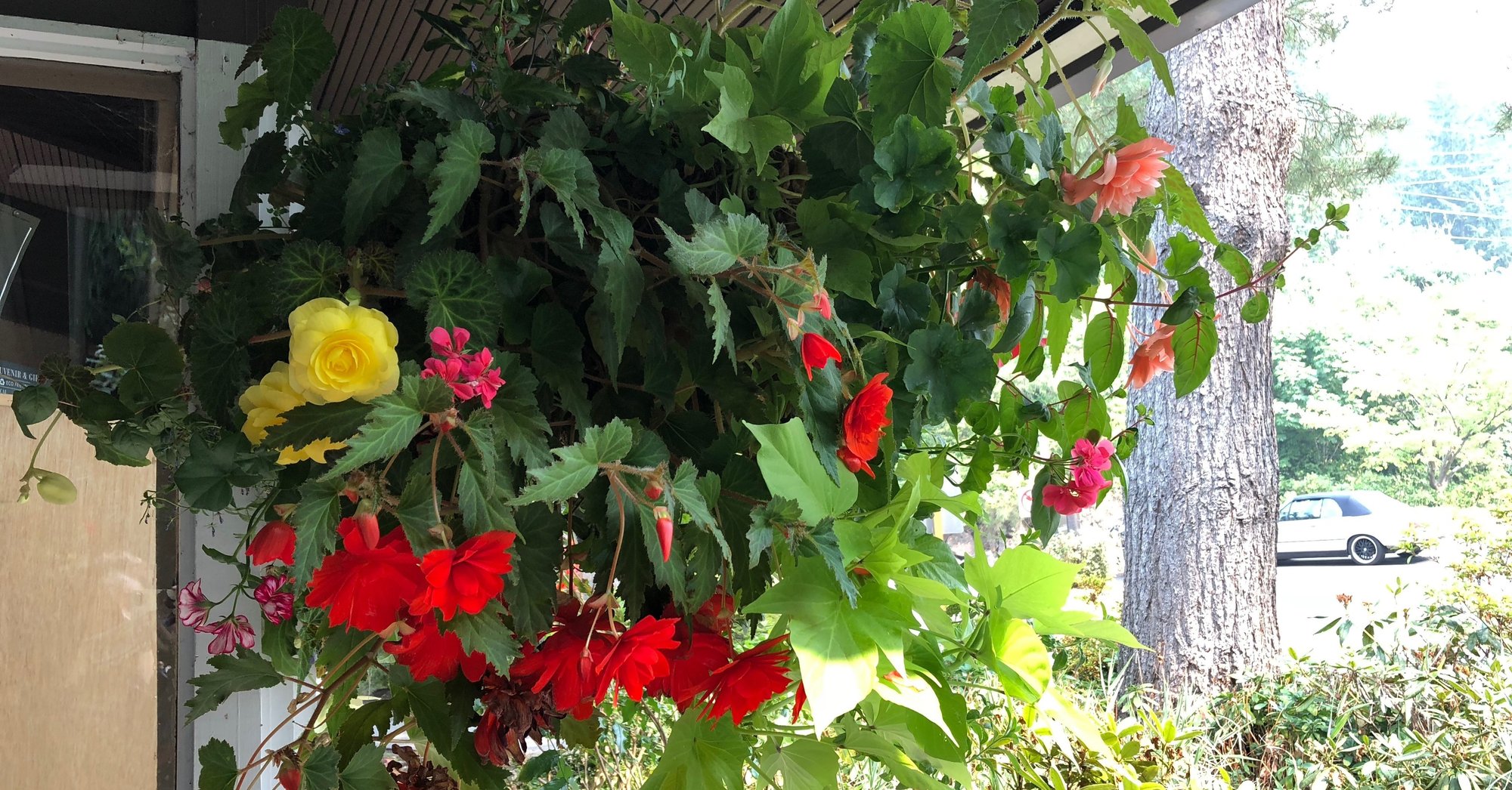 アメリカの高校部活動がブラックにならない訳 Kae Takaoka Note アメリカの高校部活動がブラックにならない訳 Kae Takaoka Note