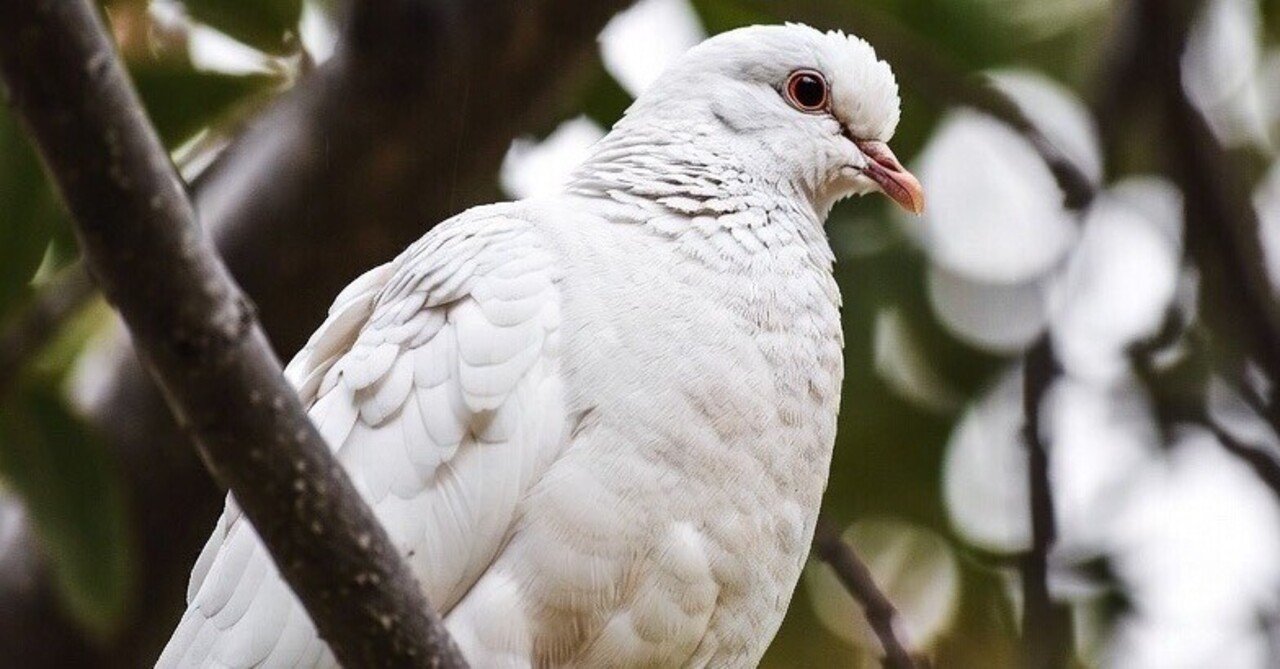3192 白鳩 上場維持基準未達銘柄、計画前倒しに戦略はあるのか。｜え